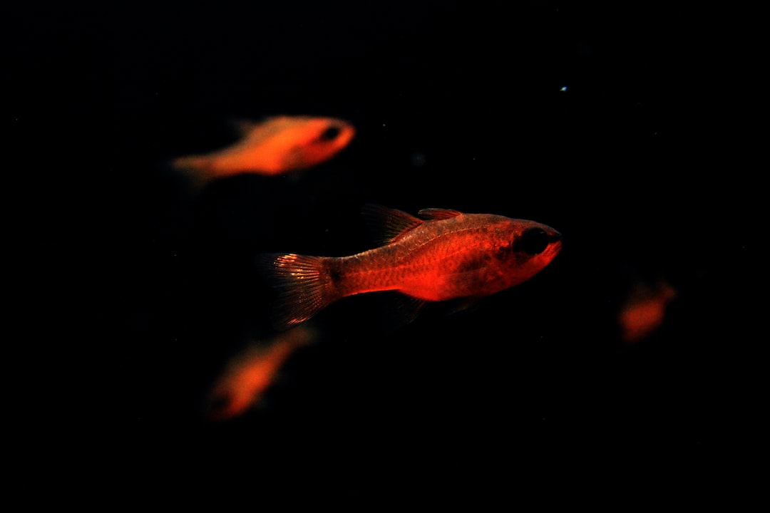 25 wichtige Fragen zu Wie Viele Fische Passen In Ein 200 Liter Aquarium?