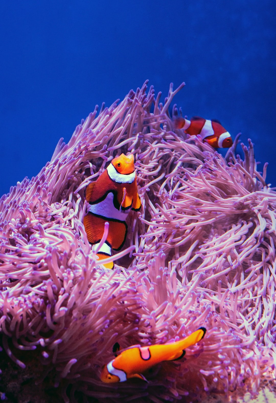 25 wichtige Fragen zu What Are The 3 Types Of Aquarium Filtration?