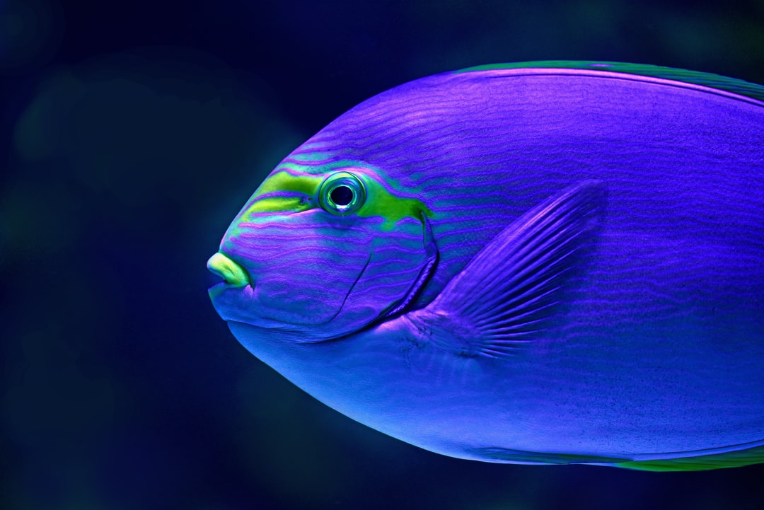 25 wichtige Fragen zu Bodenbewohner Aquarium
