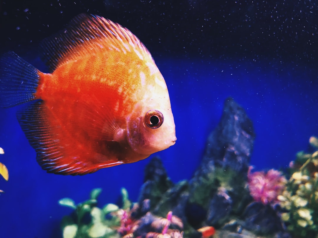 25 wichtige Fragen zu Goldfisch In Aquarium