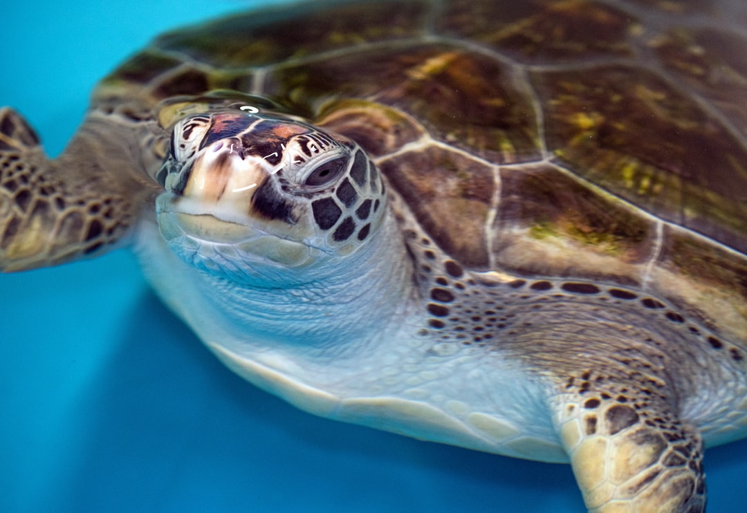 25 wichtige Fragen zu Aquarium Geschäft In Der Nähe