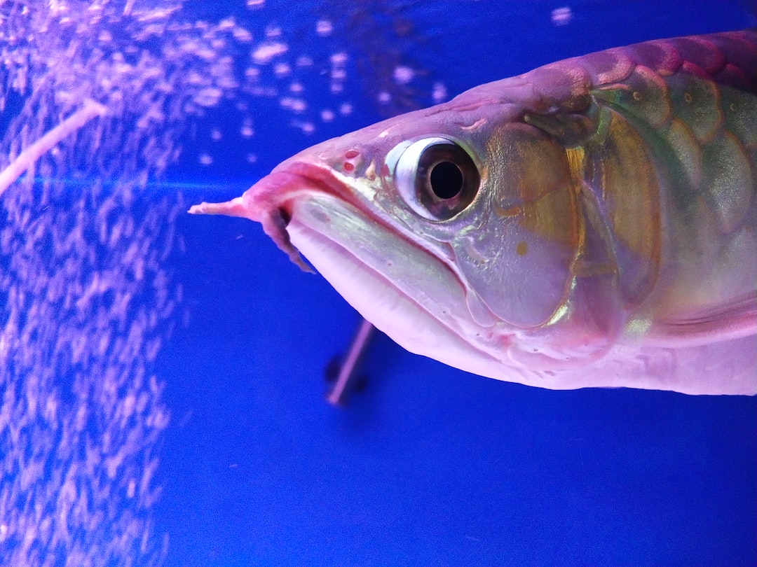 25 wichtige Fragen zu How Often Should You Clean A 75 Gallon Fish Tank?