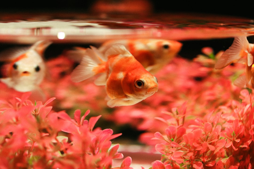 25 wichtige Fragen zu Aquarium Fische Rot