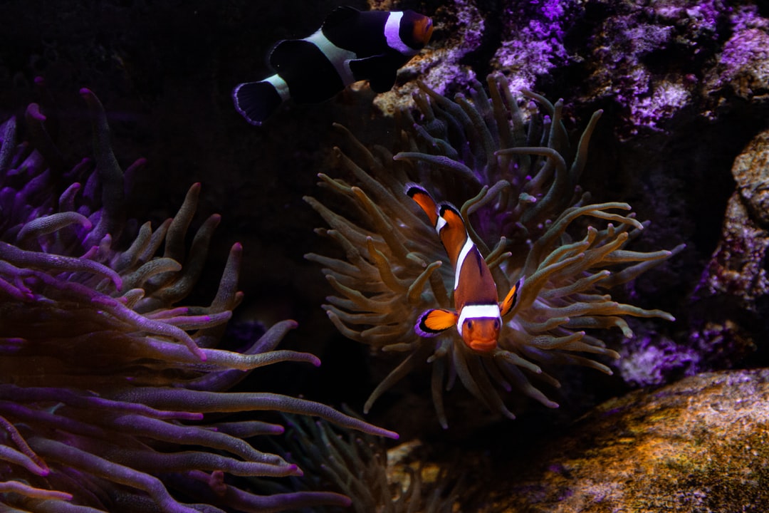 25 wichtige Fragen zu Schnecken Züchten Aquarium
