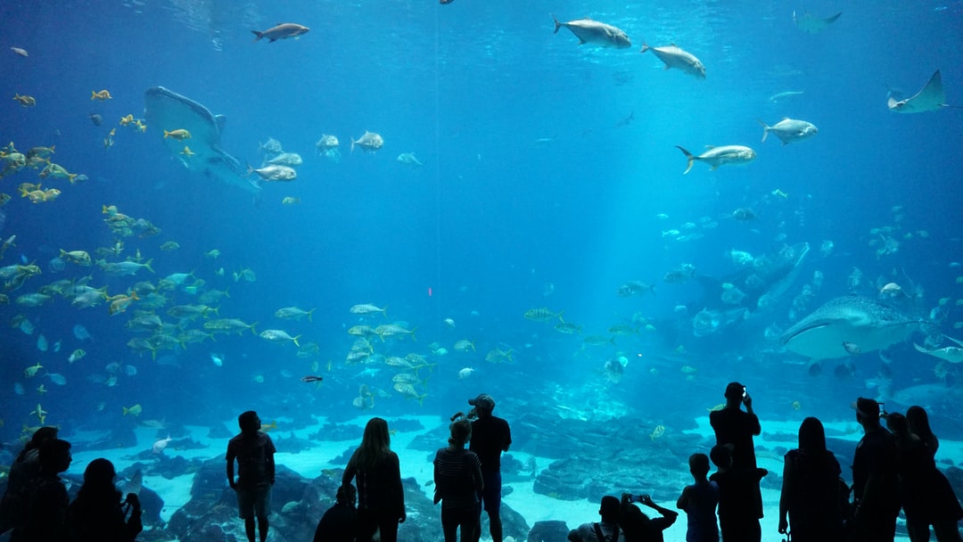25 wichtige Fragen zu Kann Man Fische Aus Dem Aquarium Essen?