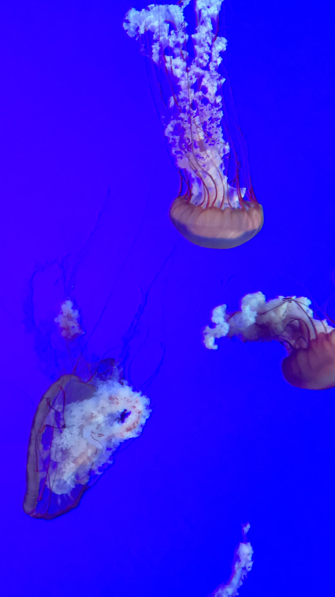 25 wichtige Fragen zu Aquarium Rgb Led