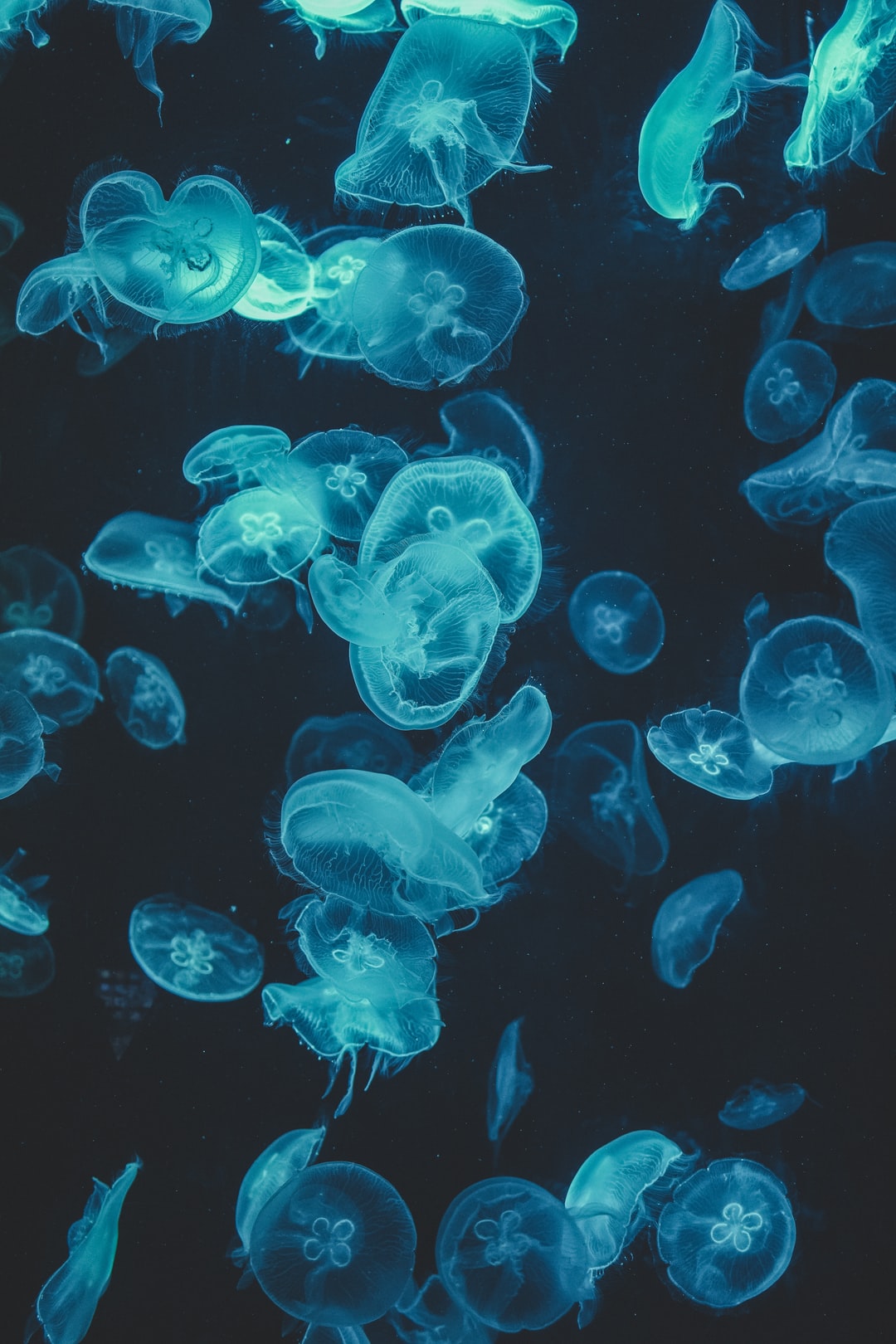 25 wichtige Fragen zu Napfschnecken Aquarium