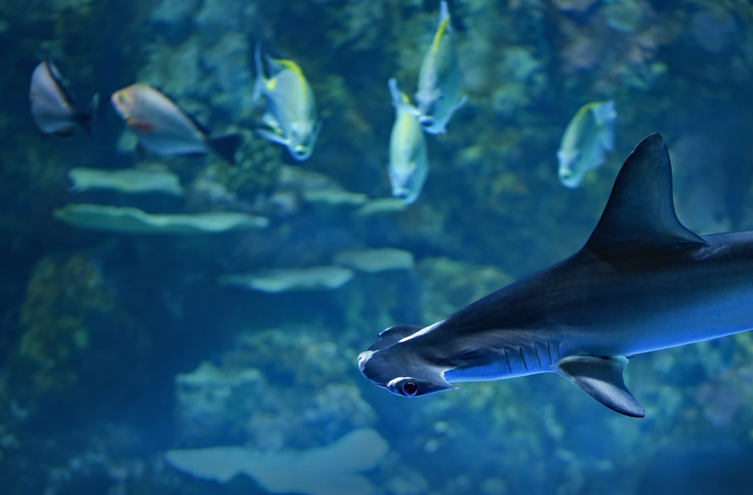 25 wichtige Fragen zu Aquarium Ausflug
