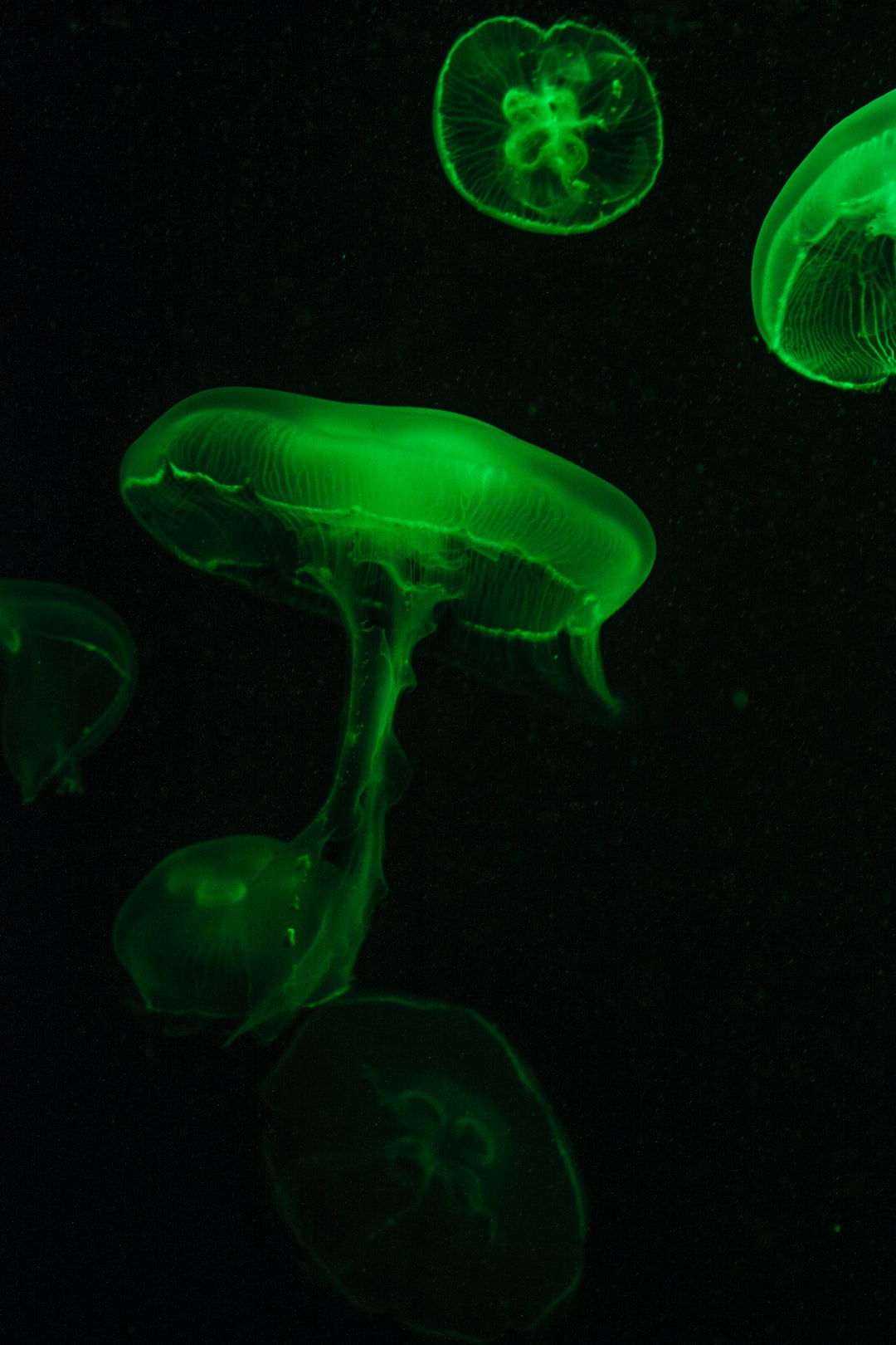 25 wichtige Fragen zu Wie Lange Kann Eine Aquariumschnecke Ohne Wasser Überleben?