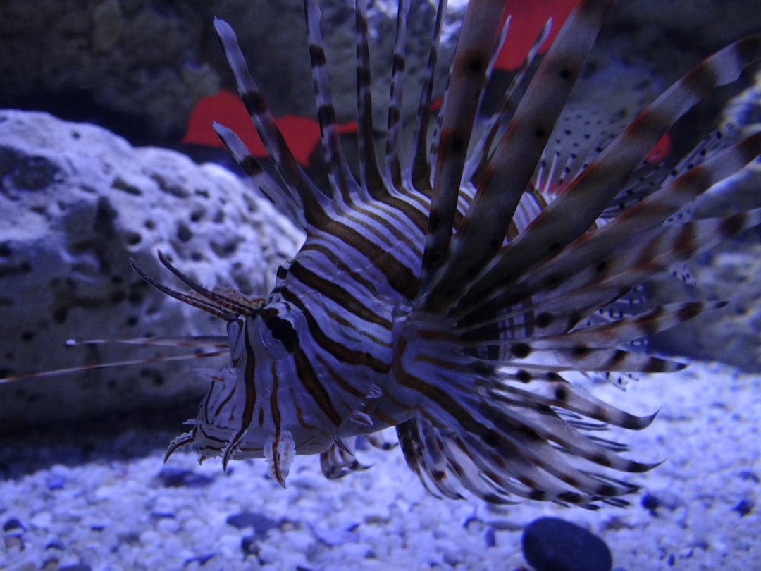 25 wichtige Fragen zu Erlenzapfen Aquarium