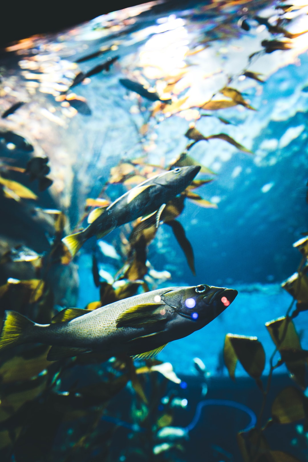 15 wichtige Fragen zu How Thick Should Aquarium Glass Be?