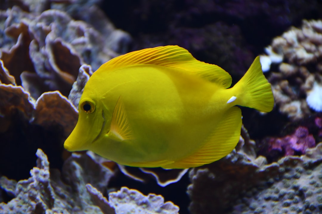 15 wichtige Fragen zu Should Aquarium Filter Always Be On?