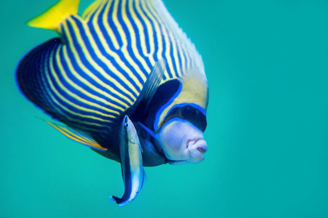 17 wichtige Fragen zu Aquarium Reparieren