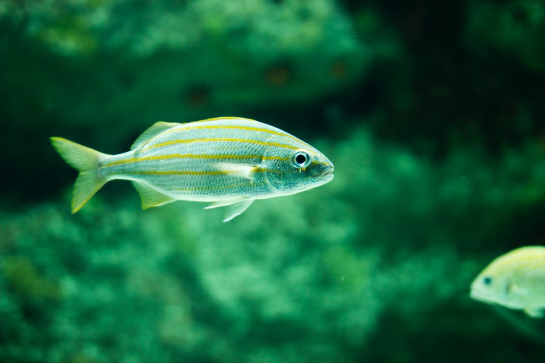 19 wichtige Fragen zu Sauerstoff Im Aquarium Messen