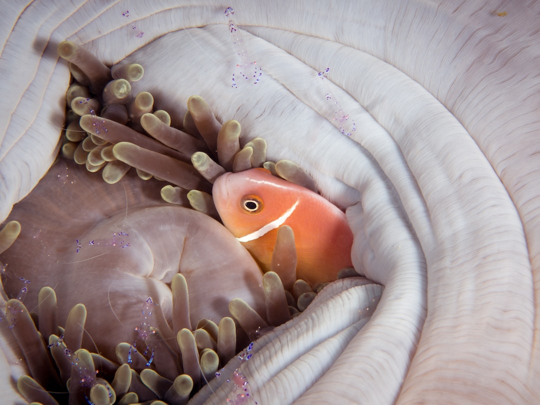 19 wichtige Fragen zu Woher Kommt Sauerstoffmangel Im Aquarium?
