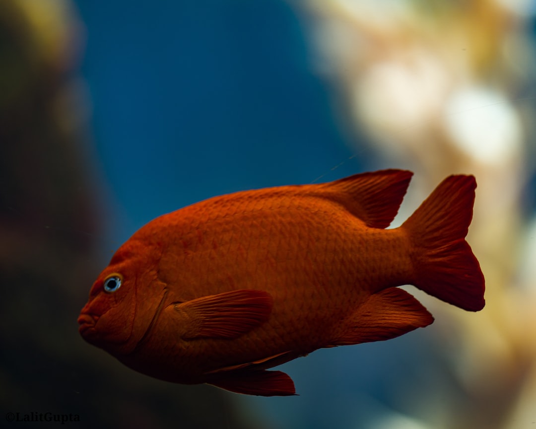 19 wichtige Fragen zu How Do You Use An Aquarium Hanging Filter?
