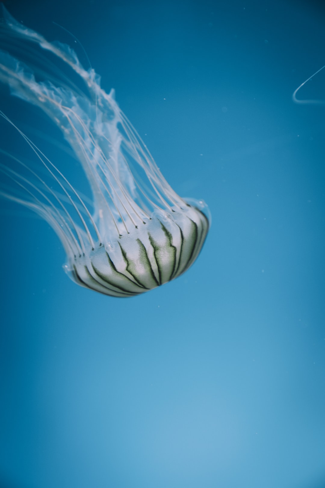 21 wichtige Fragen zu Essig Gegen Algen Im Aquarium