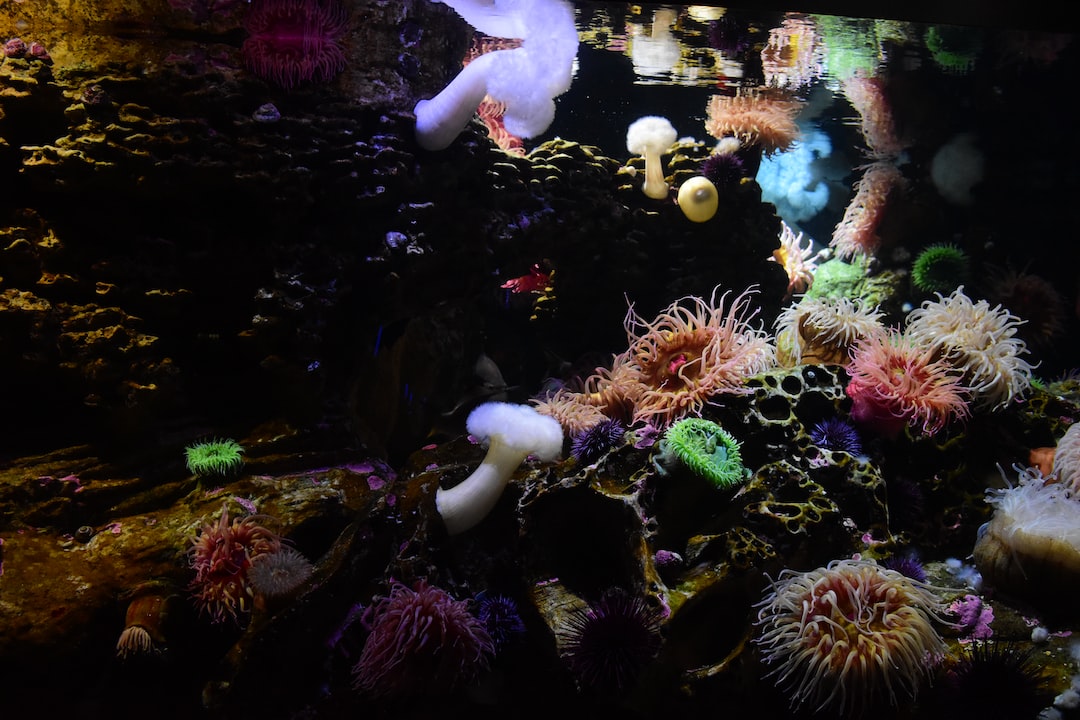 21 wichtige Fragen zu Wie Oft Wasserwechsel Im Aquarium Beim Einfahren?