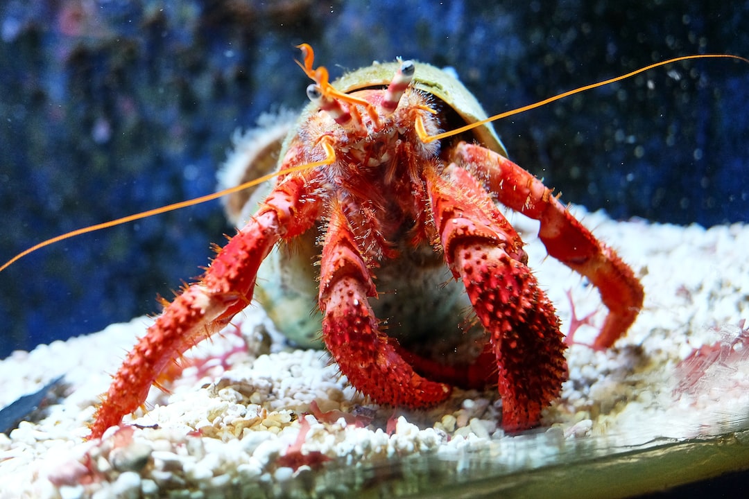 21 wichtige Fragen zu Krebse Aquarium Kaufen