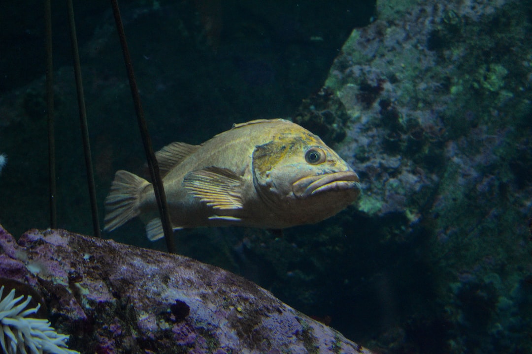 21 wichtige Fragen zu How Do I Know When My Aquarium Is Ready For Fish?