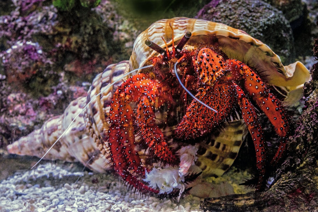 22 wichtige Fragen zu How Long Does Aquarium Gravel Last?