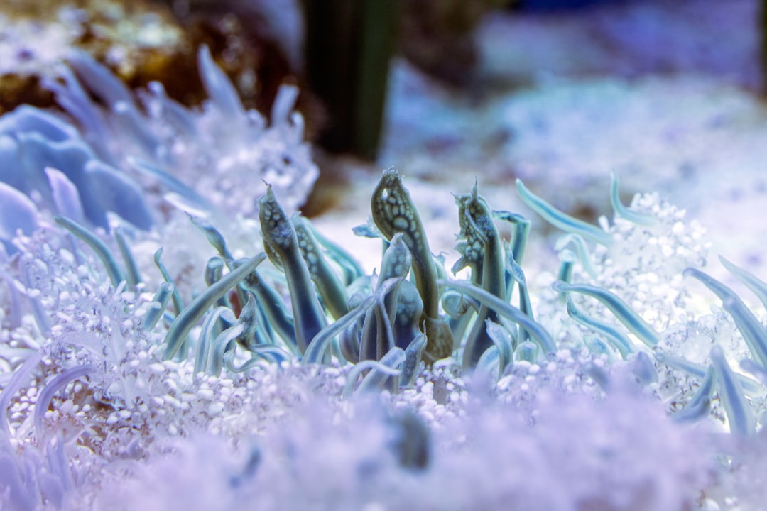 22 wichtige Fragen zu Wie Viel Grad Muss Ein Aquarium Haben?