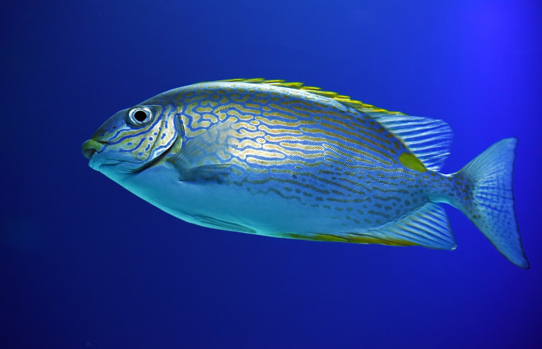 22 wichtige Fragen zu Salzwasserfische Aquarium