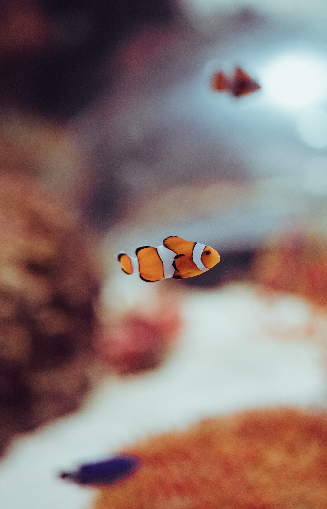 23 wichtige Fragen zu Aquarium Für Krebse