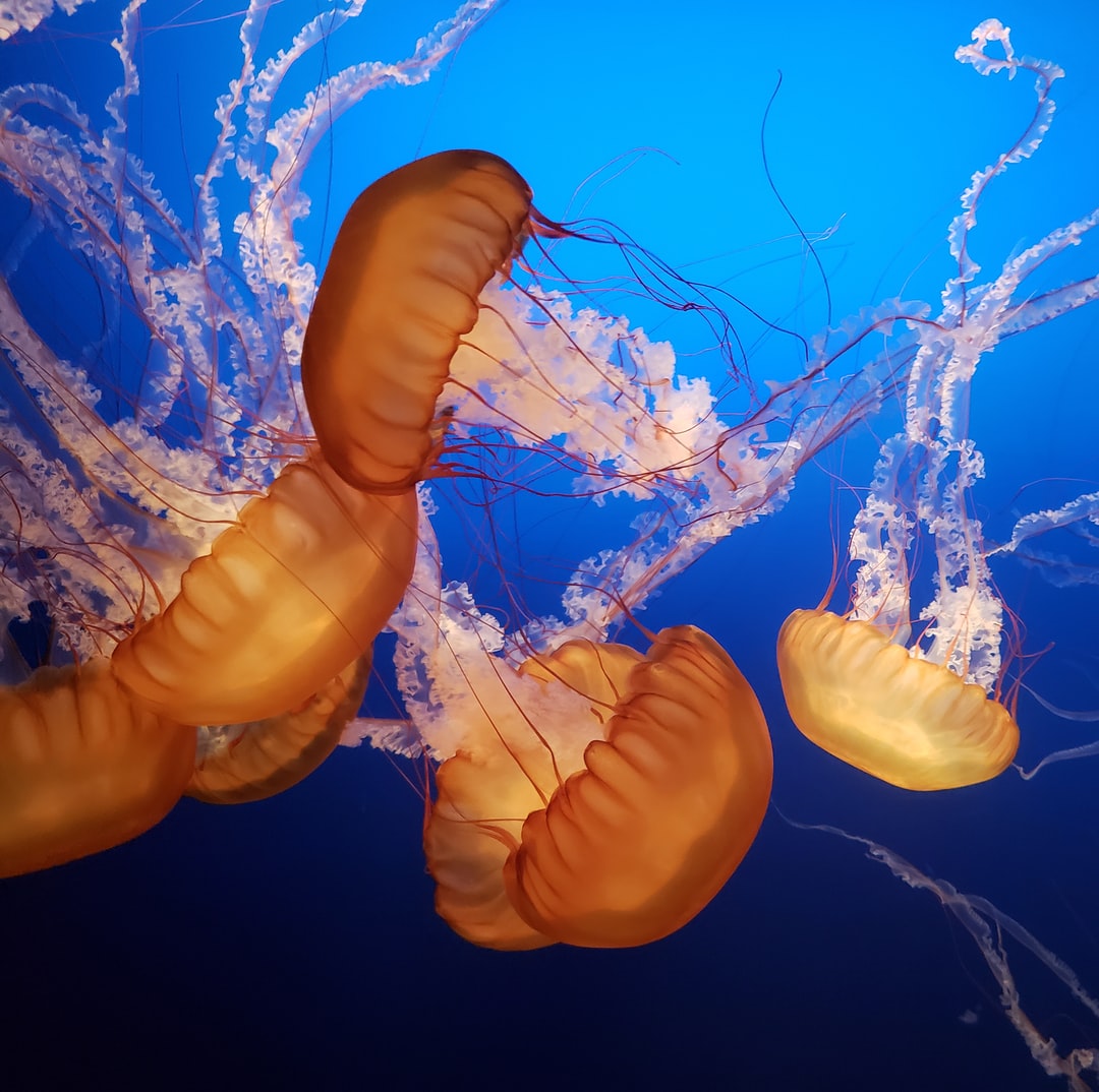 23 wichtige Fragen zu Pilz Im Aquarium