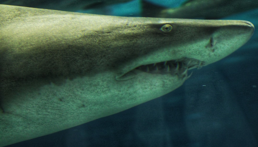 23 wichtige Fragen zu Welche Haie Fürs Aquarium?