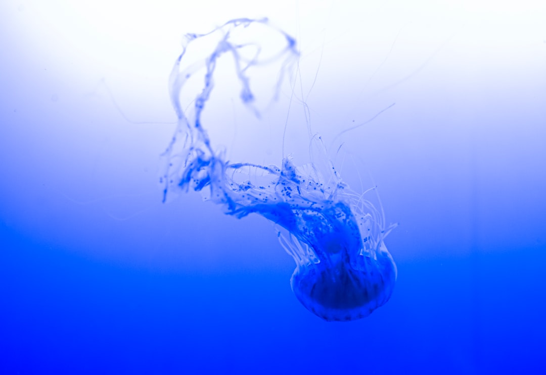 23 wichtige Fragen zu Aquarium Oberflächenskimmer