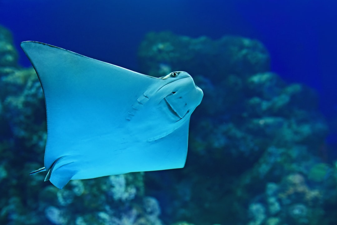 24 wichtige Fragen zu Was Kostet Ein Aquarium