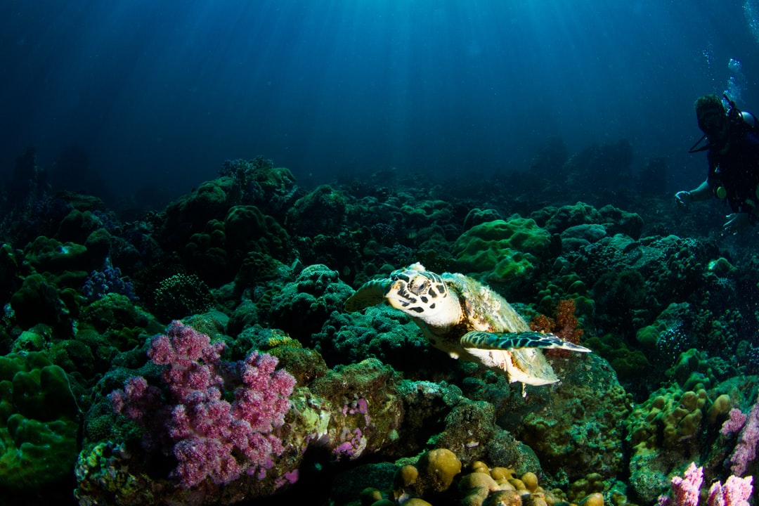 24 wichtige Fragen zu Aquarium Sand Oder Kies
