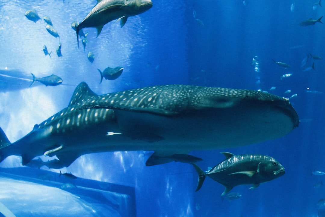 24 wichtige Fragen zu Wo Filter Im Aquarium Anbringen?