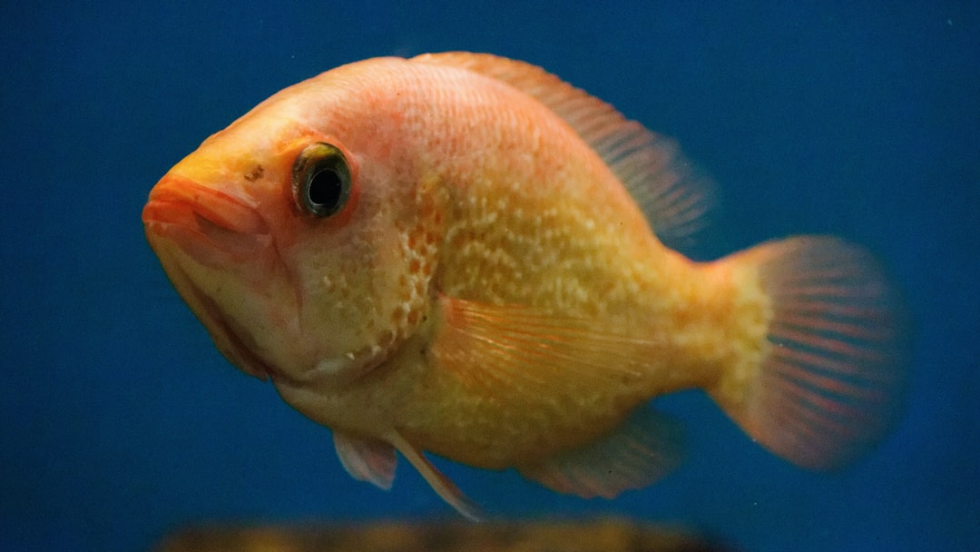 25 wichtige Fragen zu Was Ist Das Gefährlichste Tier Unter Wasser?