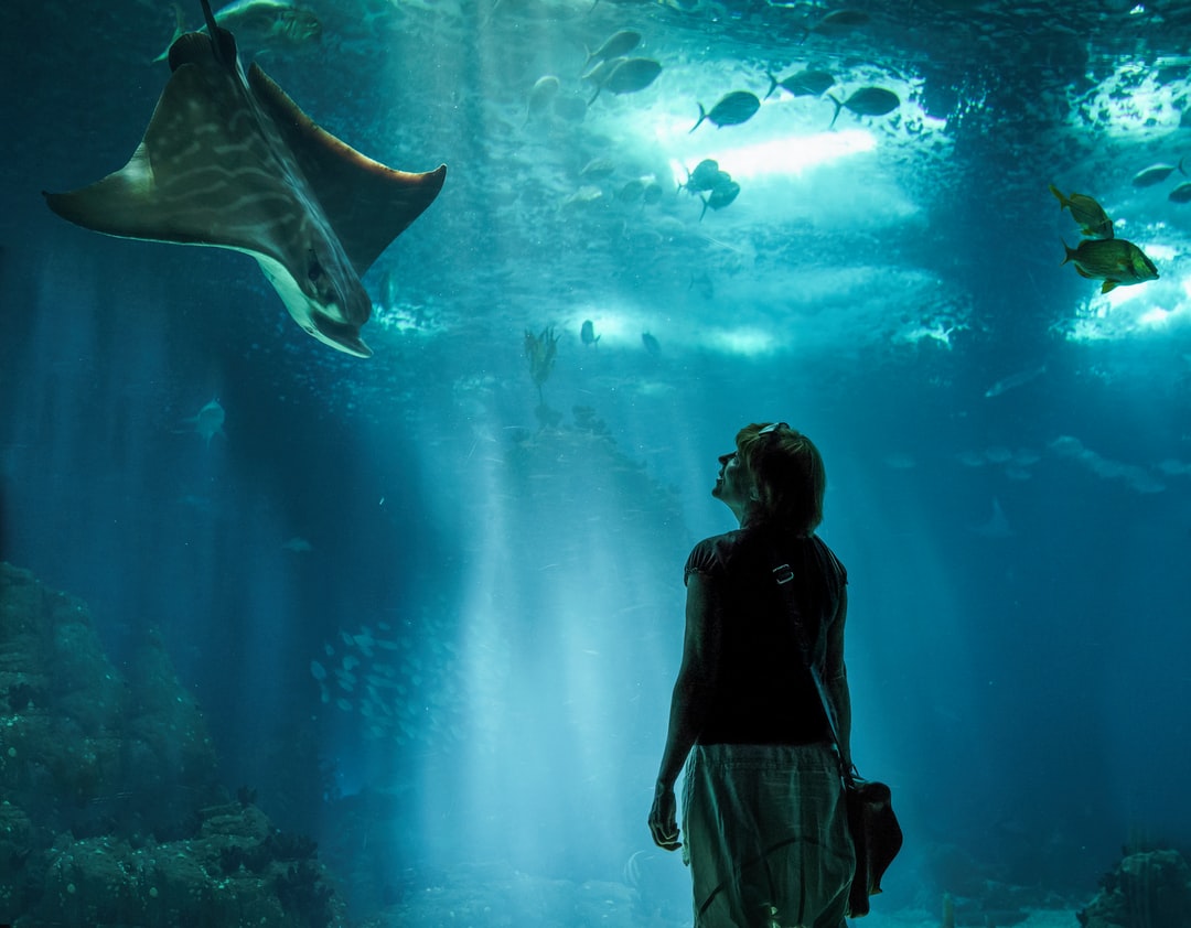 25 wichtige Fragen zu Amazon Aquarium