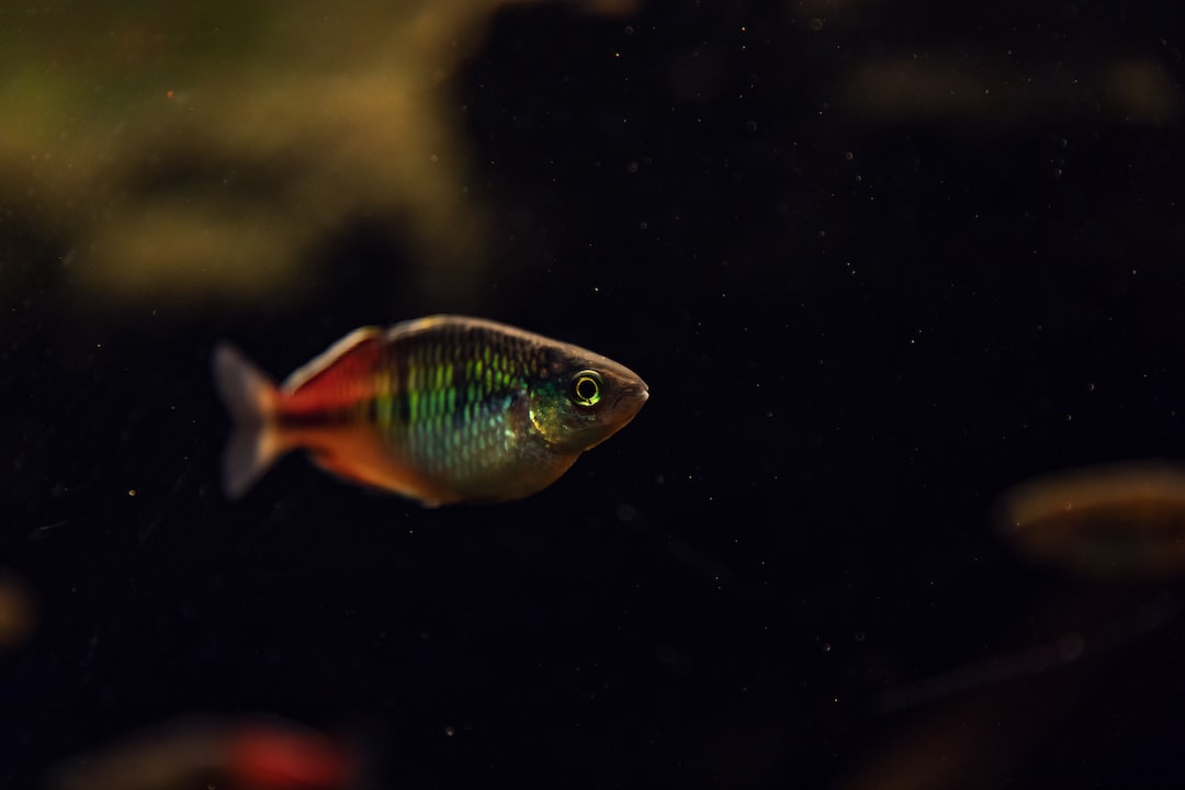 25 wichtige Fragen zu Welche Fische Fressen Kleine Schnecken?