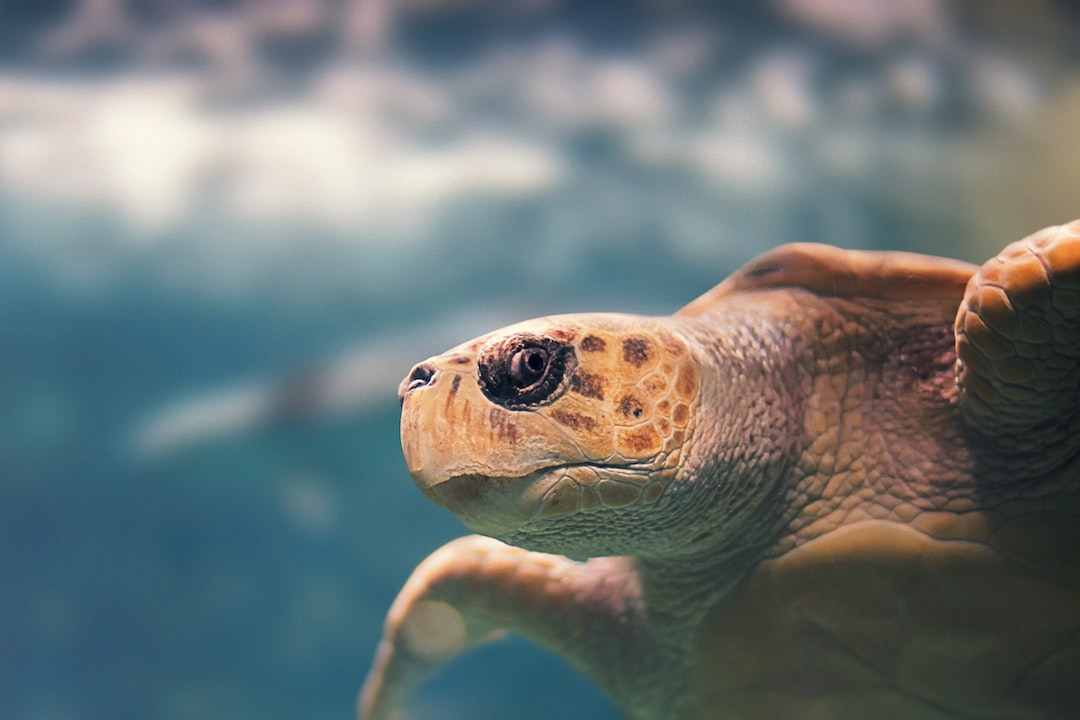 25 wichtige Fragen zu Wie Lange Hält Eine Wasserschildkröte Ohne Essen Aus?