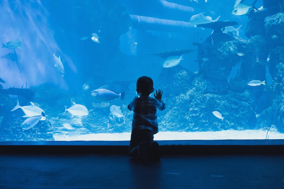 25 wichtige Fragen zu 12 Liter Aquarium