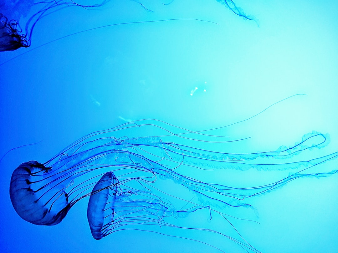 25 wichtige Fragen zu Ohrenqualle Aquarium