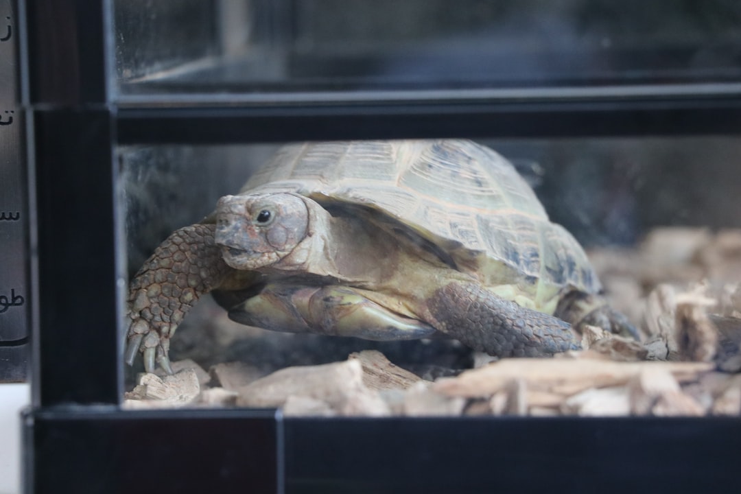25 wichtige Fragen zu Was Braucht Eine Moschusschildkröte Im Aquarium?