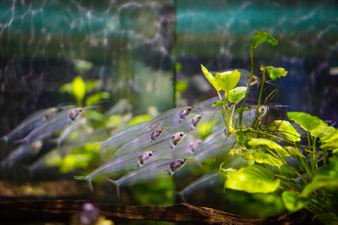 25 wichtige Fragen zu Einsiedlerkrebse Aquarium