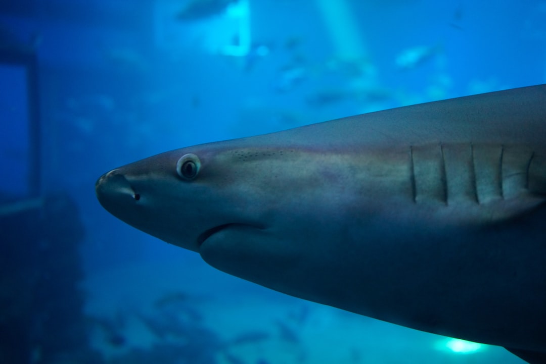 25 wichtige Fragen zu Goldfische Im Aquarium Halten
