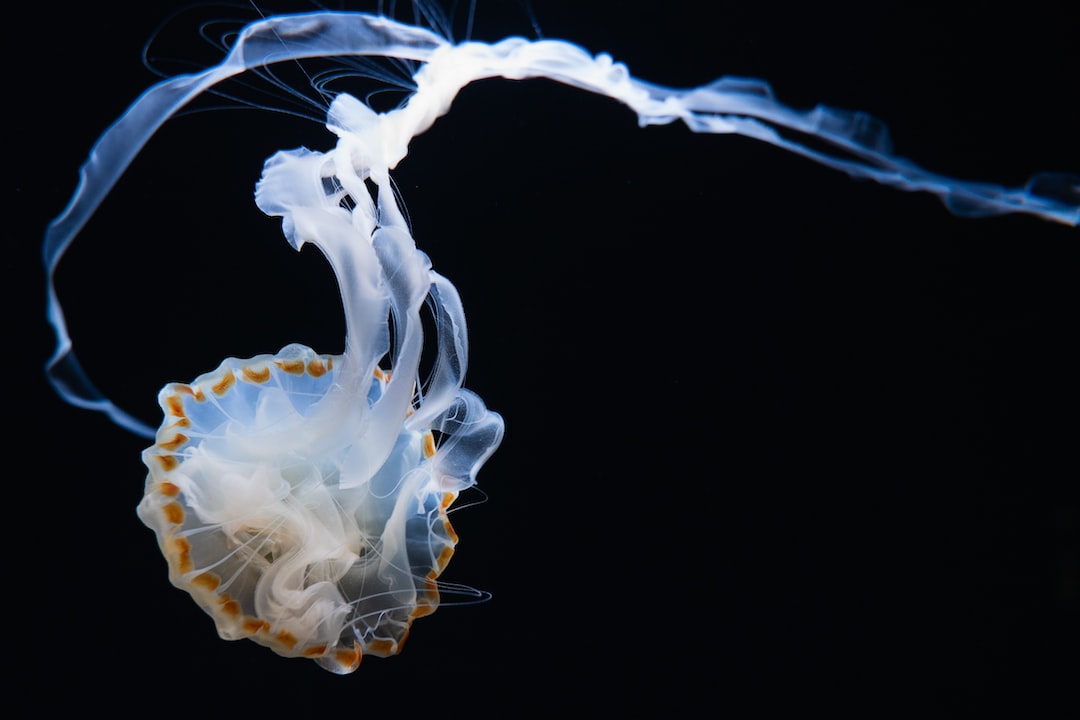 25 wichtige Fragen zu Salzwasser Aquarium Für Anfänger