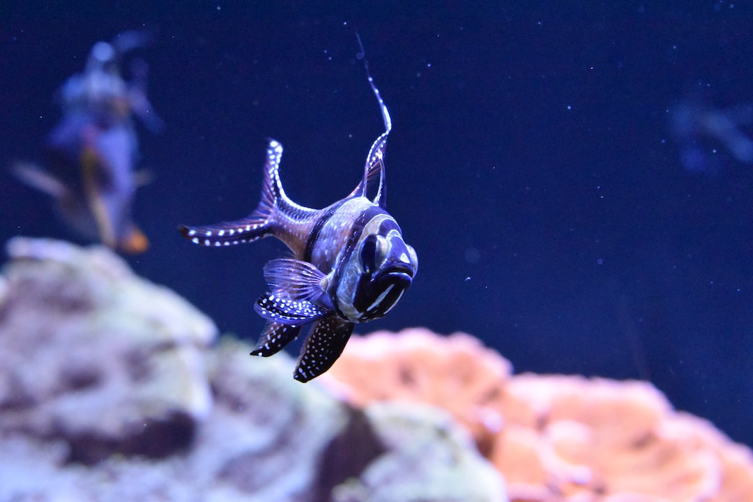 25 wichtige Fragen zu Was Versteht Man Unter Aufwuchs Im Aquarium?