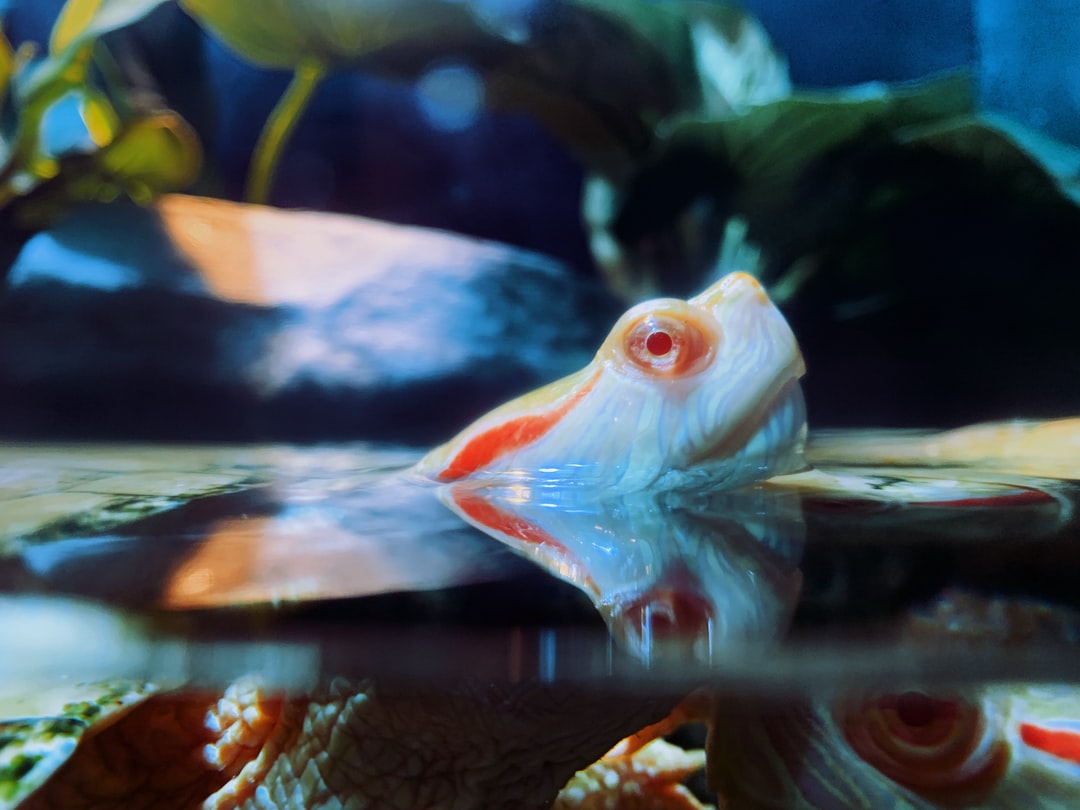 25 wichtige Fragen zu Kann Man Den Aquarium Filter Nachts Ausschalten?