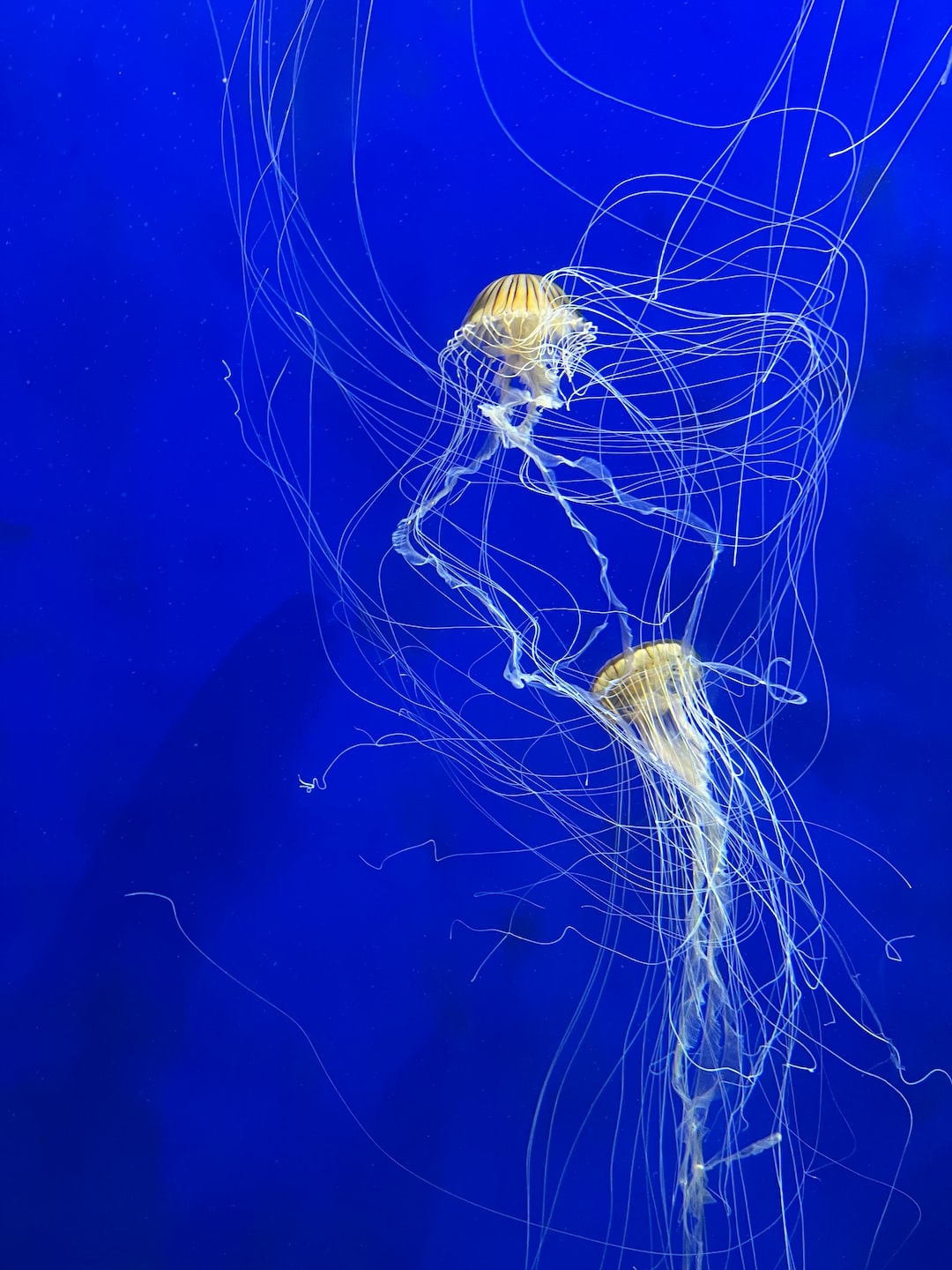 25 wichtige Fragen zu Wie Oft Mulm Absaugen Aquarium?