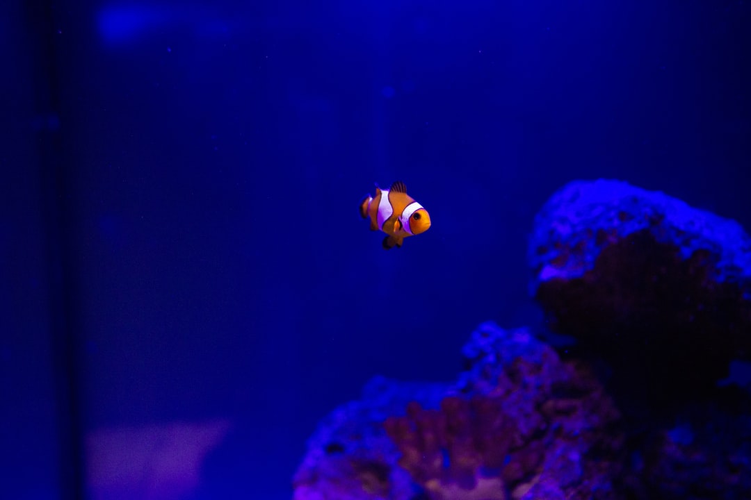 25 wichtige Fragen zu What Is The Difference Between A Reef Tank And Saltwater Tank?