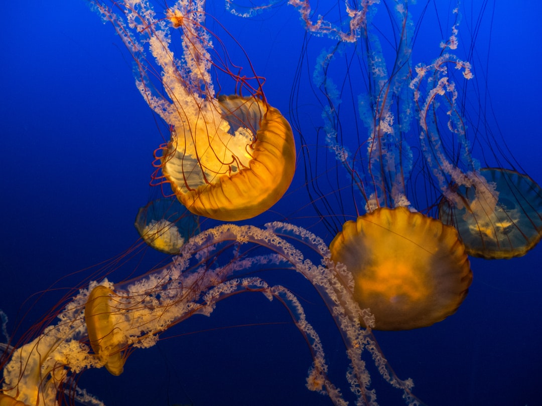 25 wichtige Fragen zu Welche Fische Fressen Krebse Aquarium?