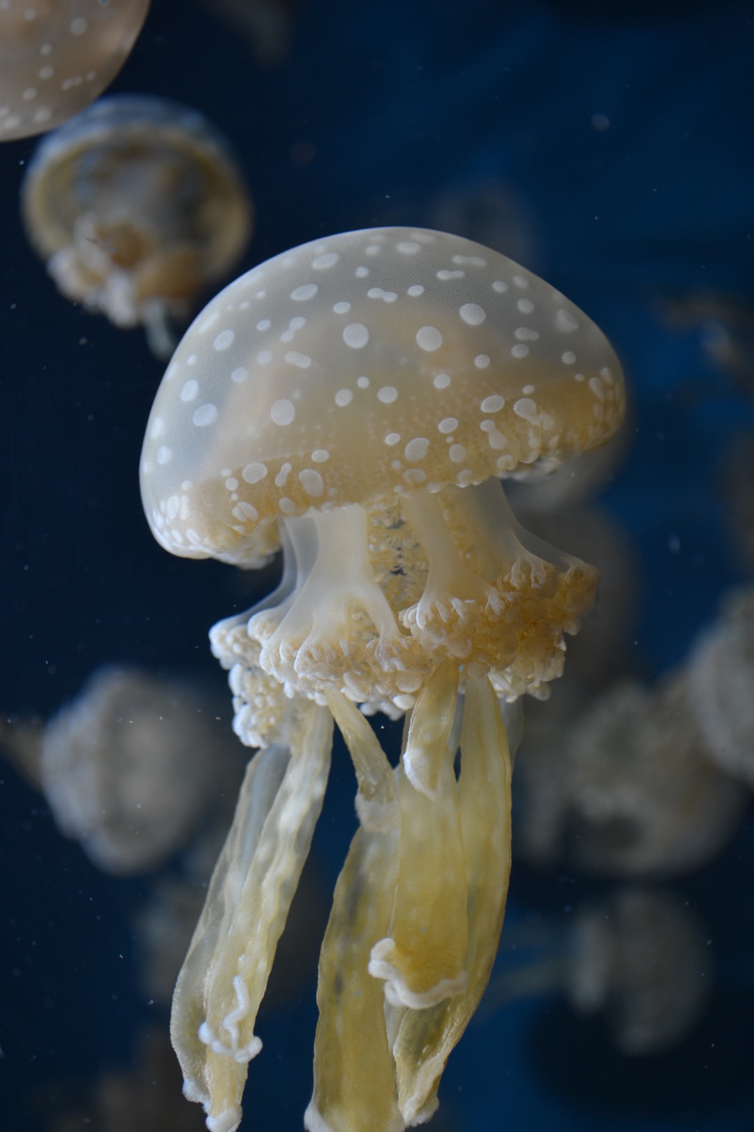 25 wichtige Fragen zu Wie Schnell Vermehren Sich Algen?